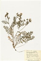 藏品(美豔花蔥)的圖片